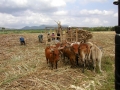 Sugar Cane Workers